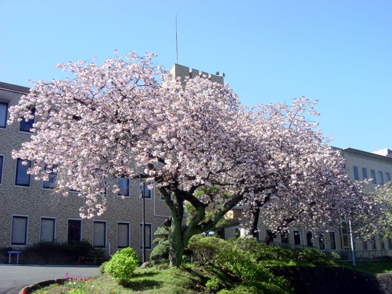 社会福祉士（常勤）