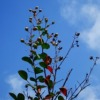 Thumbnail of related posts 172