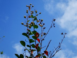 Thumbnail of post image 183