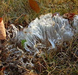 Thumbnail of post image 118
