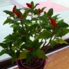 Thumbnail of related posts 114