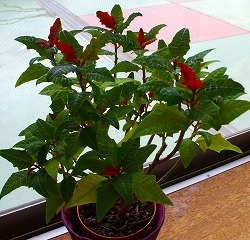Thumbnail of post image 179