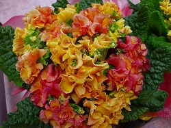 Thumbnail of post image 084