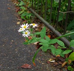 Thumbnail of post image 039
