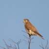 Thumbnail of related posts 074