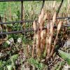 Thumbnail of related posts 089
