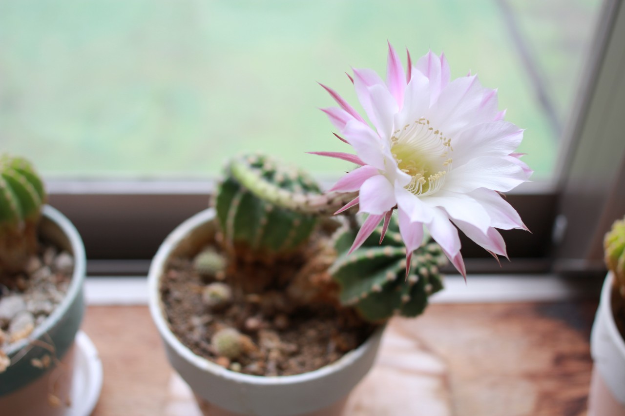 サボテンの花 島田療育センターブログ ぽっけ